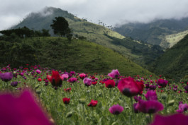 Indigenous Resistance Colombia
