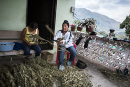 Indigenous Resistance Colombia